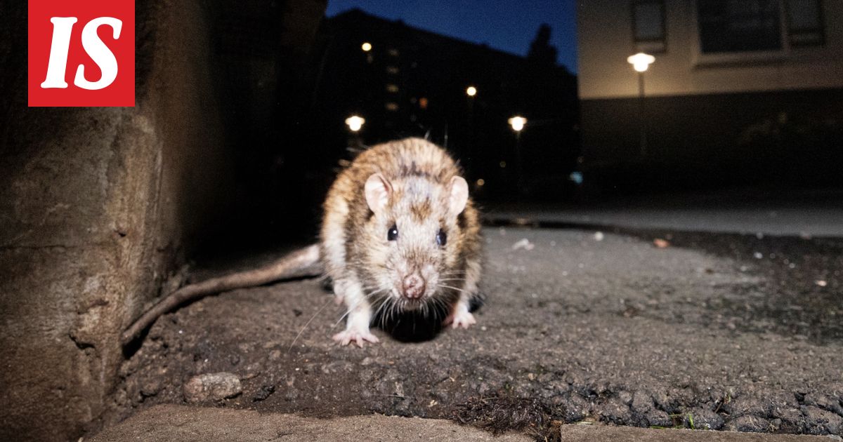 Mies pidätetty vauvan­ruoan myrkyttämisestä