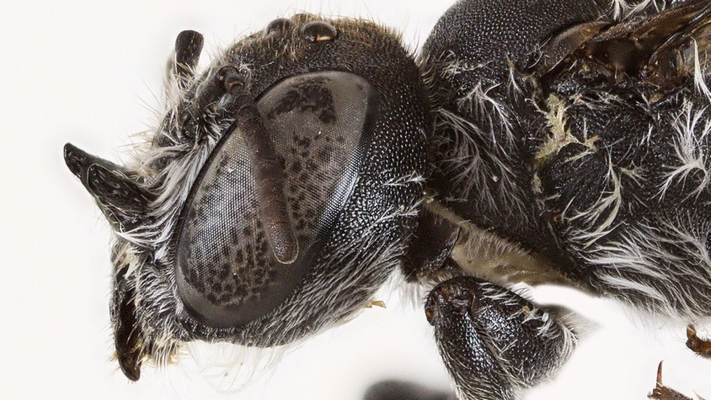 Lucifer löytyi Australian erämaasta