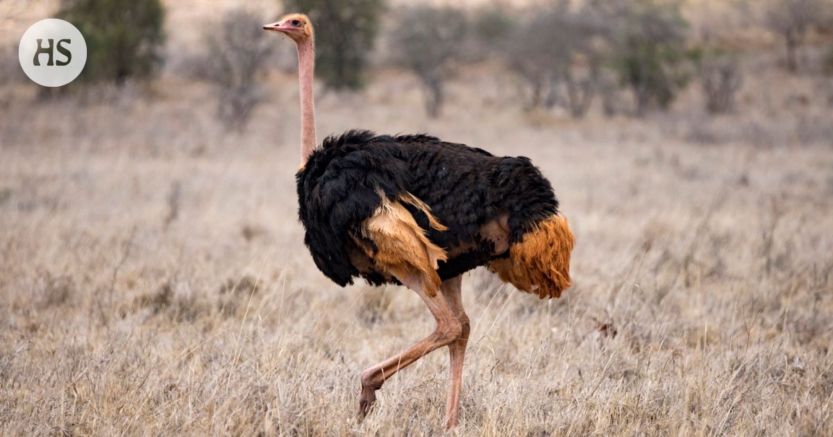 The fastest runner in the animal kingdom is surprisingly small