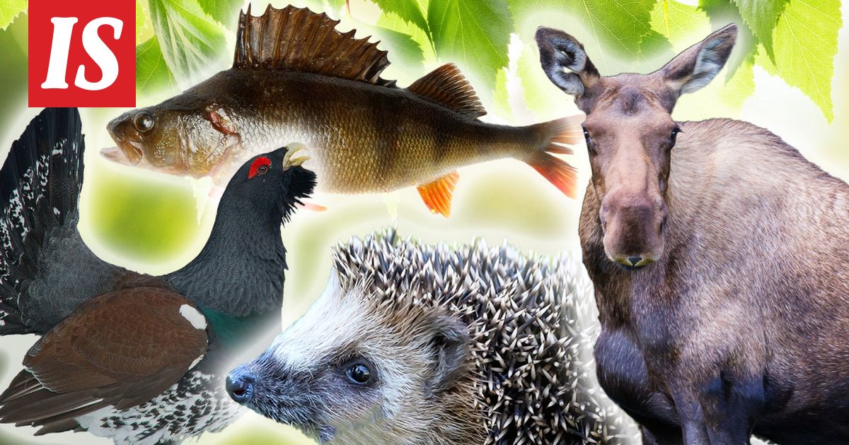 Testaa, oletko kovan luokan eläin­tietäjä! Parhaat saavat tässä visassa täydet 12 oikein