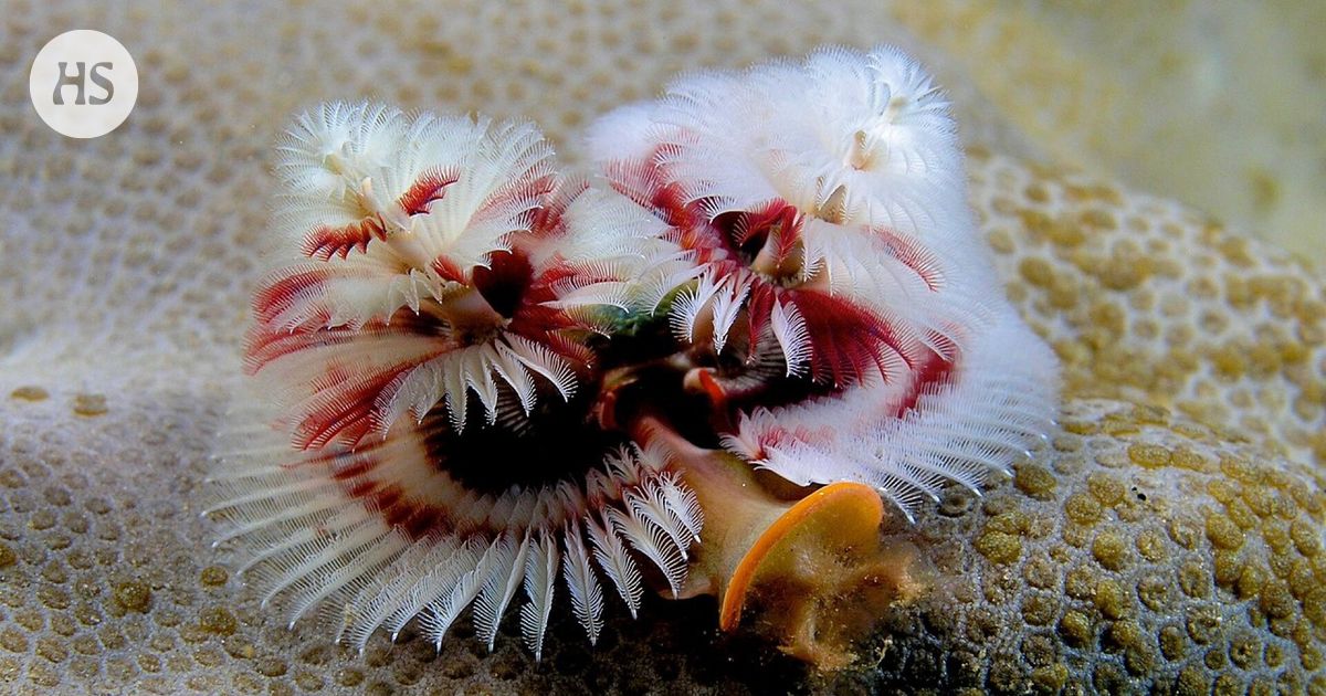 The Christmas tree worm is handsomely decorated