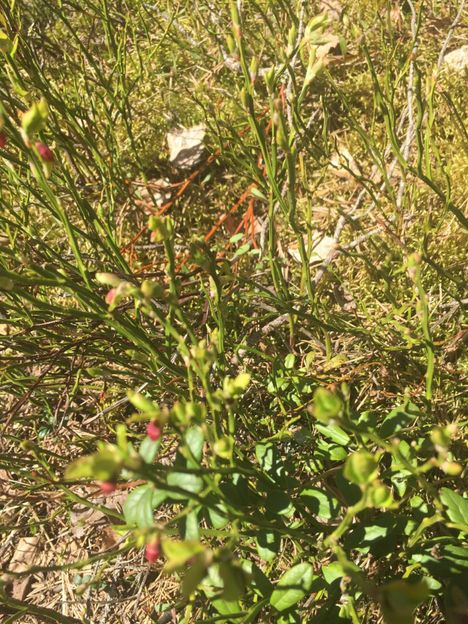 Marketta Sorsa onnistui kuvaamaan kukkivia mustikoita 11. toukokuuta. Toivon mukaan ei enää tulisi pakkasöitä!
