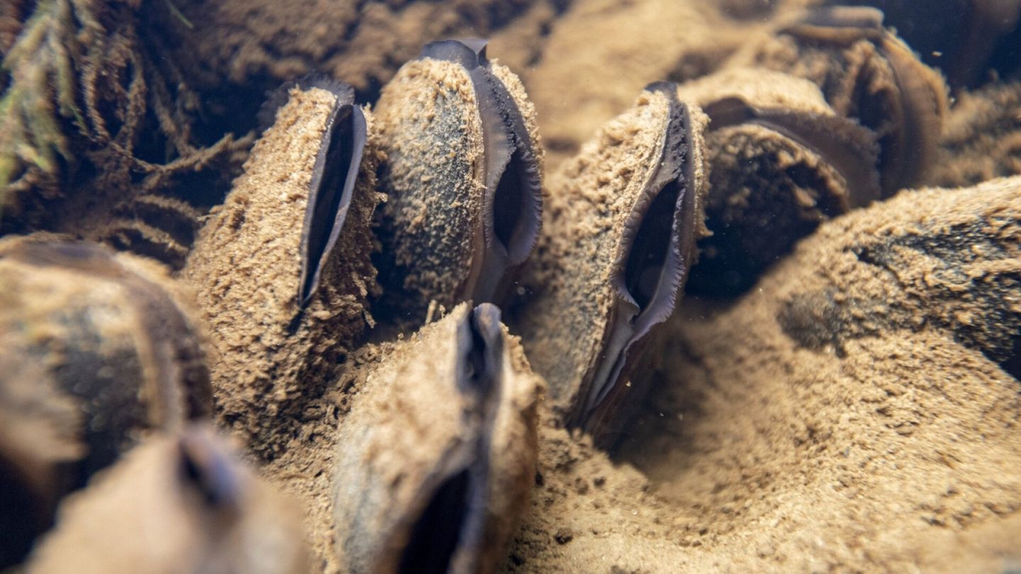 The scratches rescued from the River Hukkajoki survived their transfer in the fall