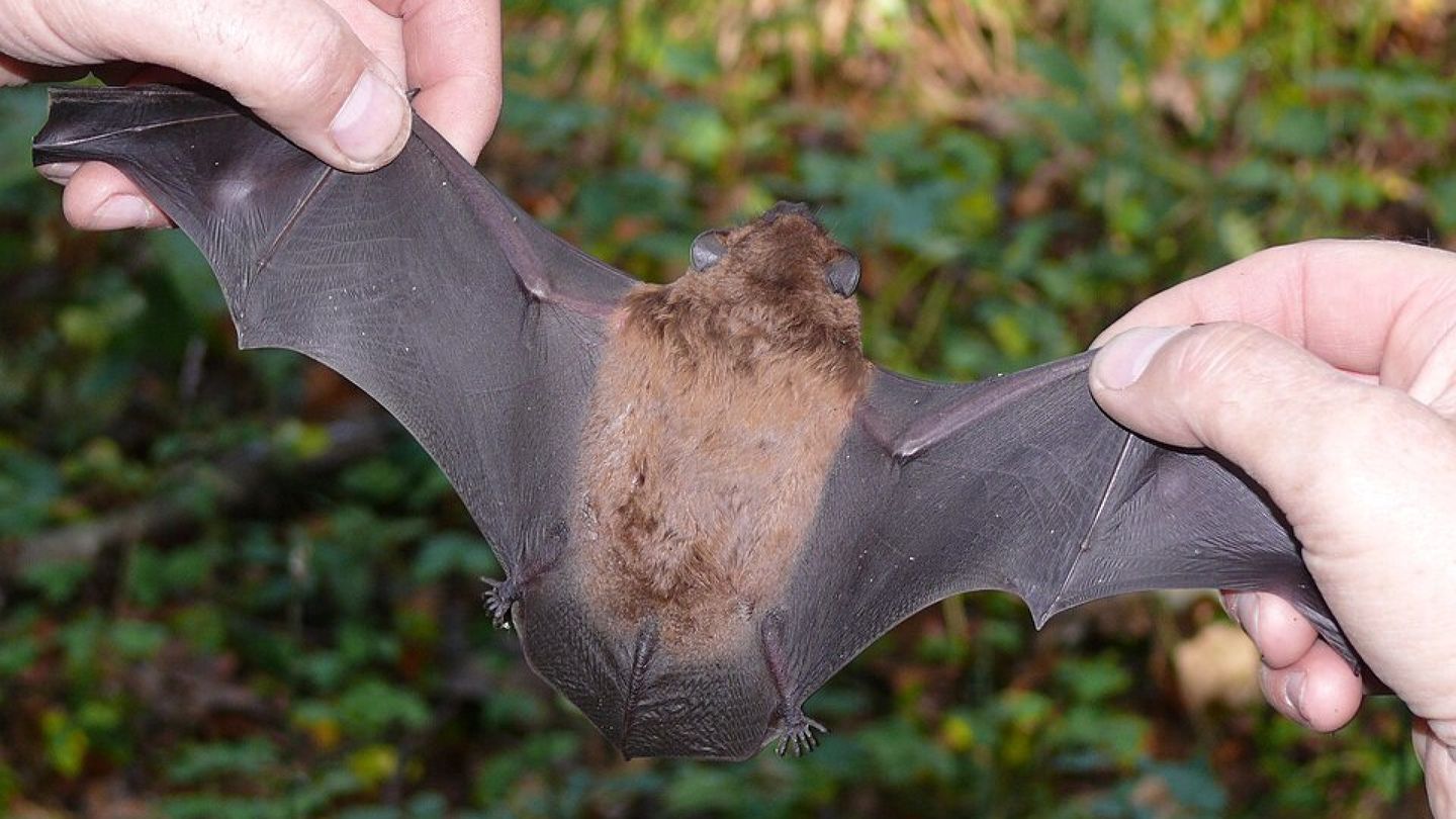 Bats Hunt With Eyes as Well as Ears, Study Finds