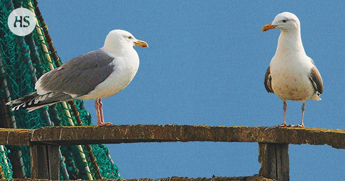 An information book about the life of seagulls was found to be in violation of copyright