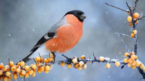 Tsirp tsirp, punatulkkuhan se siinä! Tämän linnun tunnistaa melkein jokainen, mutta kuinka hyvin tunnistat muut talven lintukaverit? Testaamalla se selviää. 