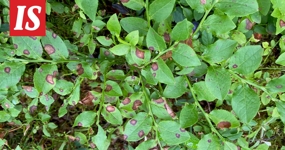 Yle: Mustikkasatoa tuhoava vitsaus leviää