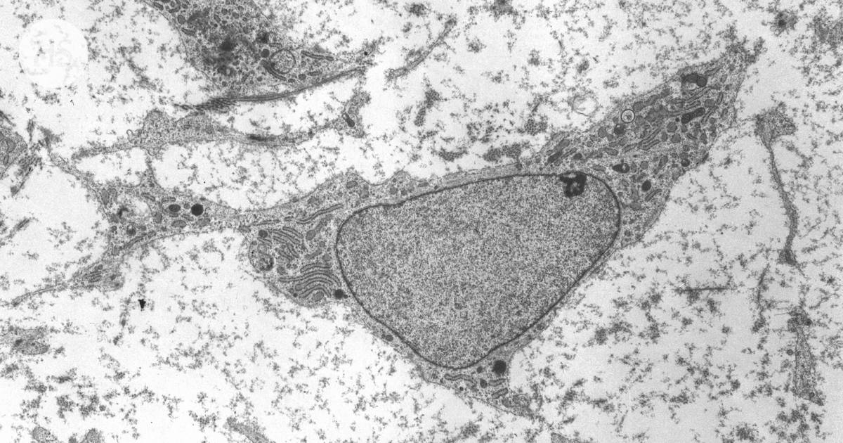 Do I have any of the same cells as when I was born?