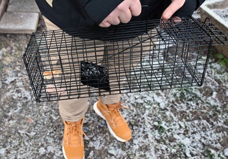 kalle-j-rvinen-on-pyydyst-nyt-omalta-ja-naapurien-tonteilta-jo