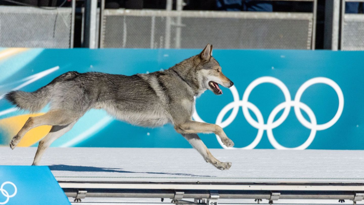 Olympialaiset | Koira pölähti olympialadulle kesken kisan – hiihtäjät ihmeissään
