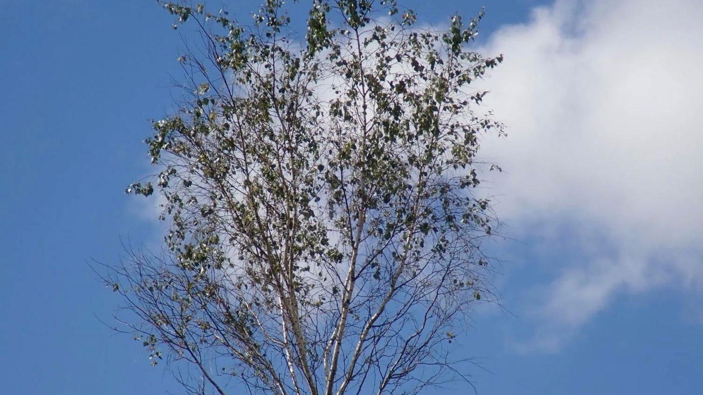 Birch trees across Finland shedding leaves; cause unknown