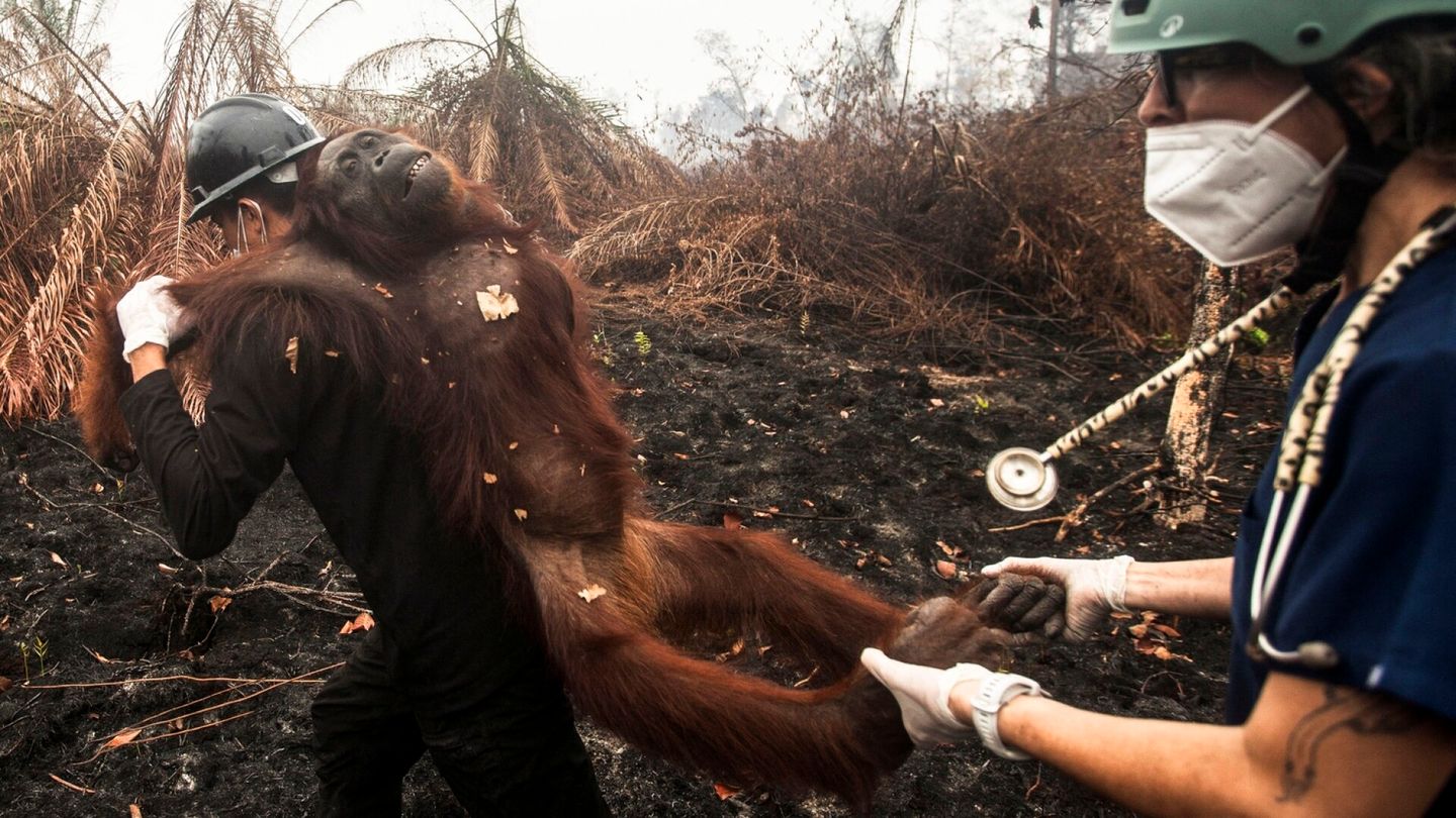 Kirjeenvaihtajan analyysi | Tätä ei olisi enää tarvittu: Indonesiassa palaa nyt myös maa