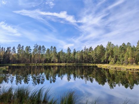 Eino Matinniemi kuvasi metsälammen puolukkaretkellä.