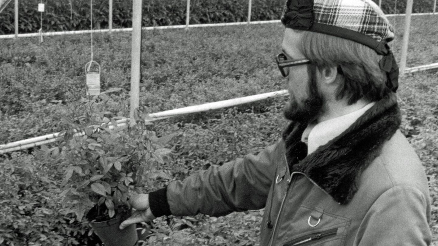 Cut flowers banned from import – Rose shortage expected in May