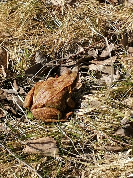 Sammakko lähti Pirjo Kokemäen lenkkiseuraksi 16. huhtikuuta.
