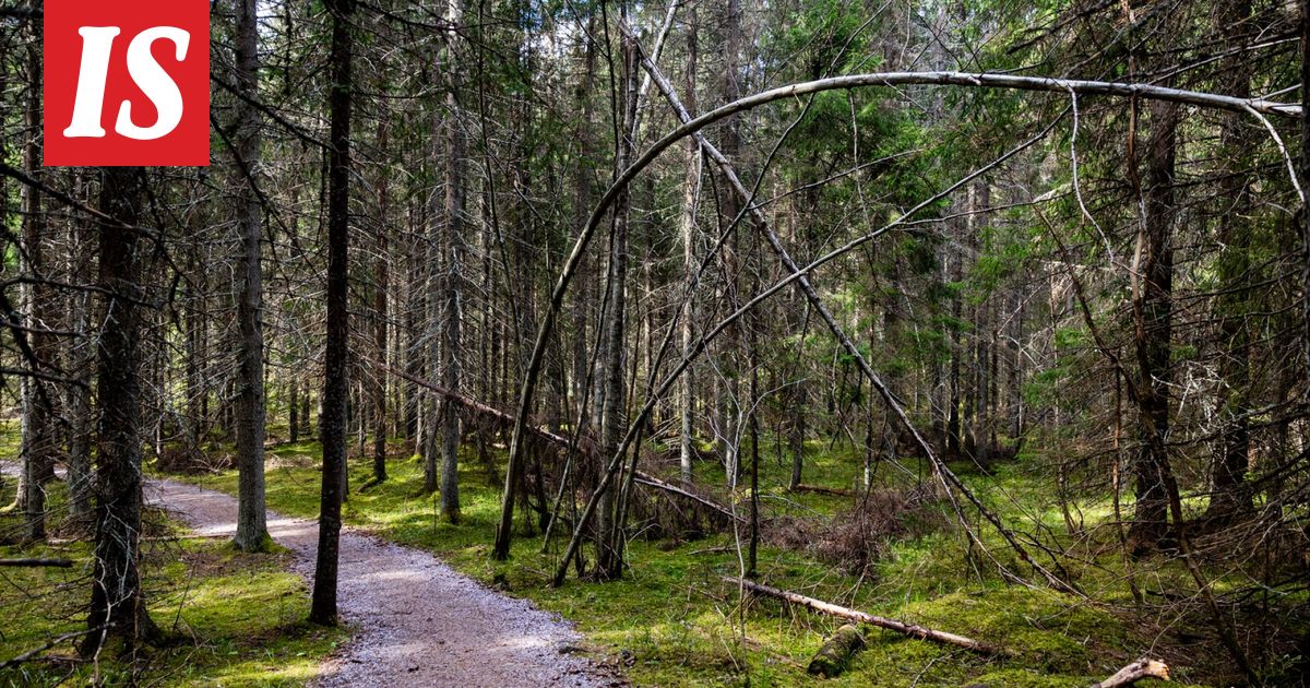 Kansallispuisto sytytetään palamaan – syy on suloinen