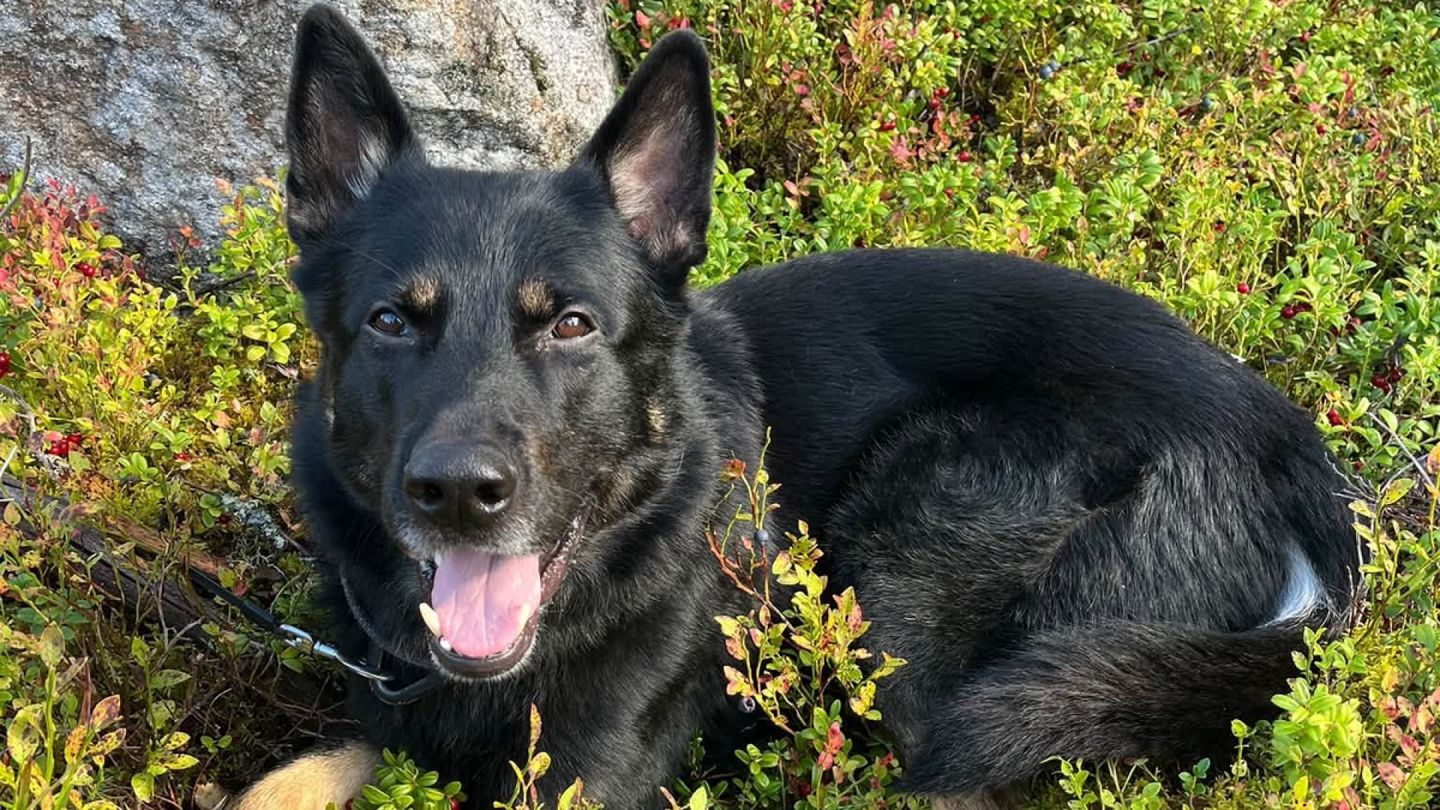 Poliisi­koira Kurt etsi uutta kotia – nyt tuli ilouutinen