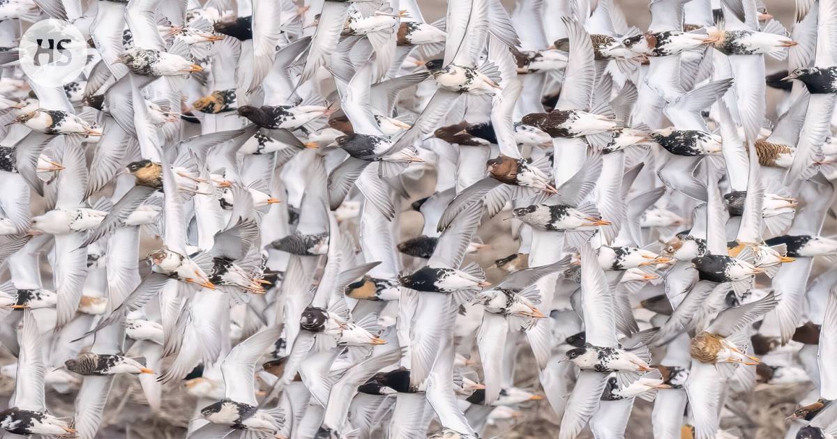 The nature picture of the year shows a flock of marsh grouse in flight