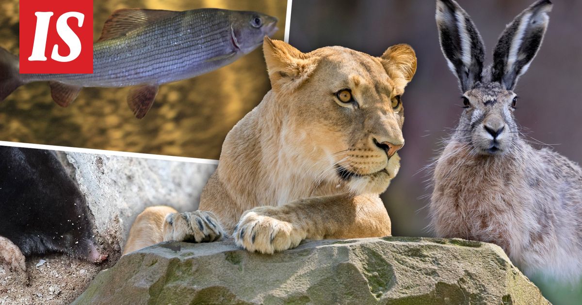 Testaa, muistatko eläinten toiset kutsuma­nimet! Tässä visassa yli 10 oikein on kova tulos