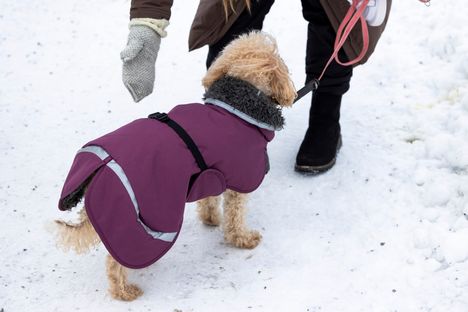 Miia Rimpiläinen kehuu koiransa Liinun talvitakin mallia hyvin istuvaksi.