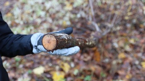 Pirkkalan kunnan tietoon tulee vuosittain kymmeniä tapauksia, joissa puita kaadetaan luvatta. Kaadettuja jalopuita kuvattuna Pirkkalassa lokakuun lopulla.