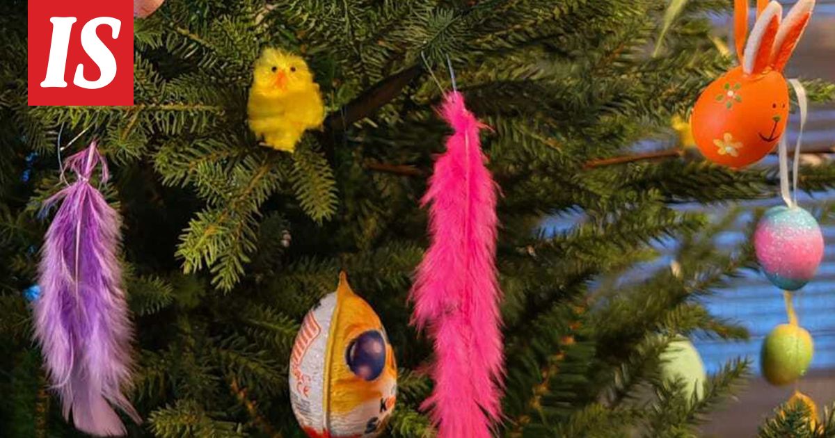 Pääsiäismunat ja höyhenet koristavat kuusta Minnan kotona – ”Voi tulla uusi hitti”
