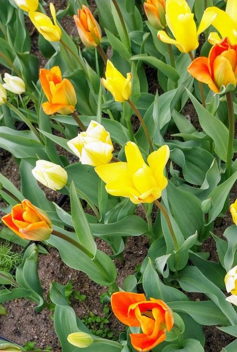 Marketta Sorsa kuvasi kukkimaan alkaneita tulppaaneita.