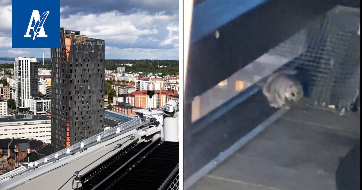 Liito-oravan hurja retki yläilmoissa – Luultavasti keväthuuma ajoi ...