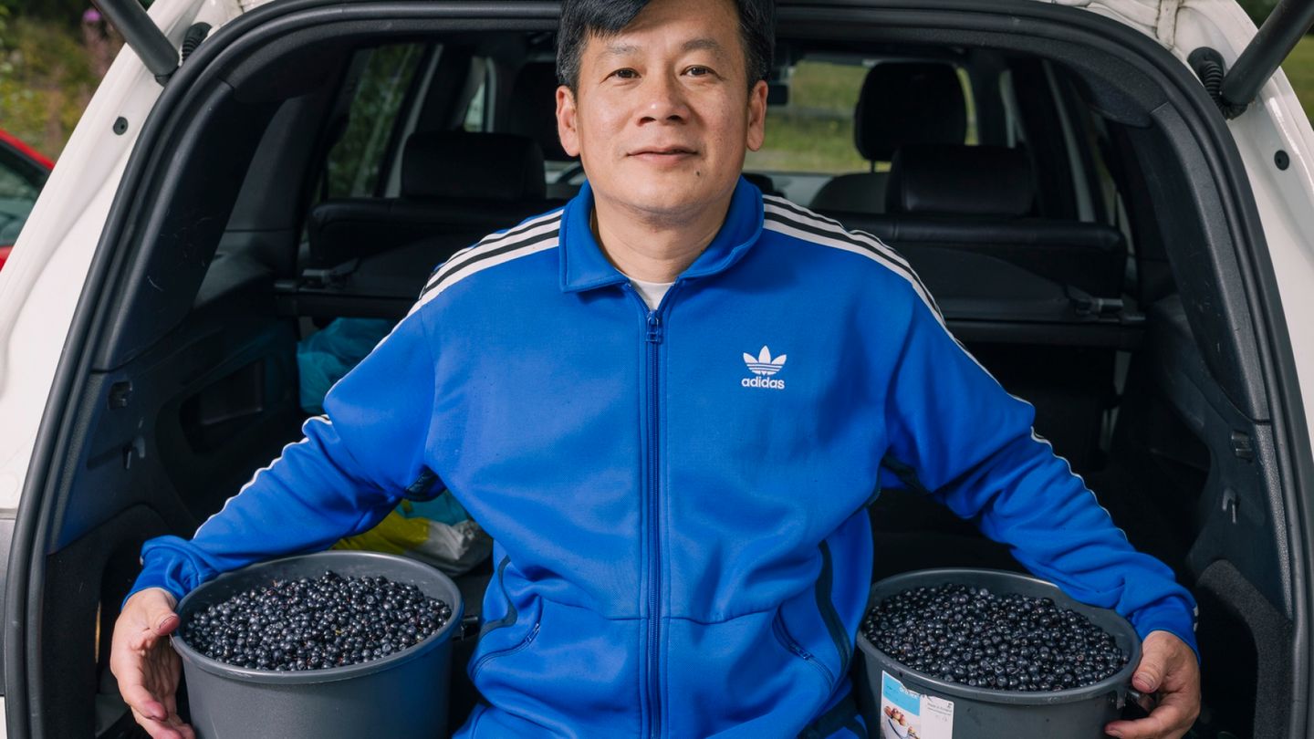 Vietnamese Immigrant Picks Hundreds of Kilograms of Blueberries in Finnish Forests