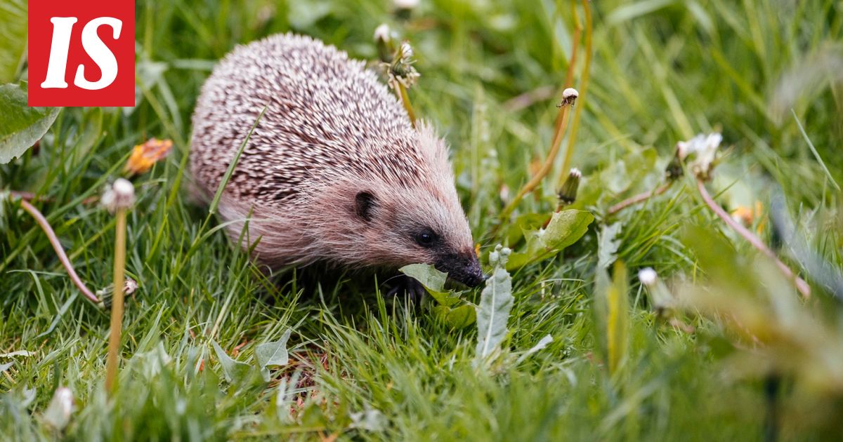 Siilit heränneet talviunesta poikkeuksellisen aikaisin