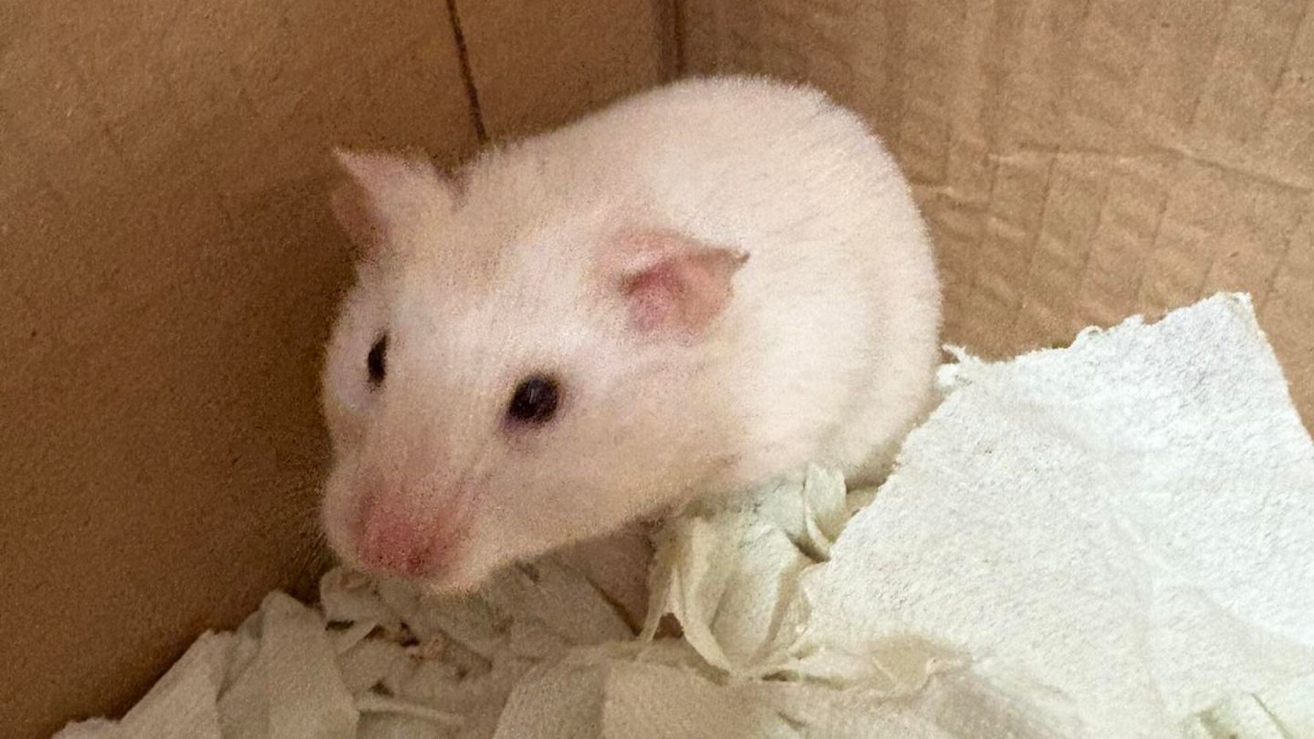 Orphan hamster was urgently placed in the care of constable