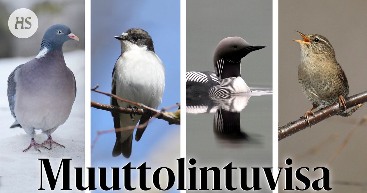 Tunnetko Muuttolinnut Nyt On Hyvä Aika Tunnistaa Tutut Tulijat Ja