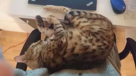 El inl k ri Johannan Shinx On Suomen Ensimm inen Koronatartunnan 