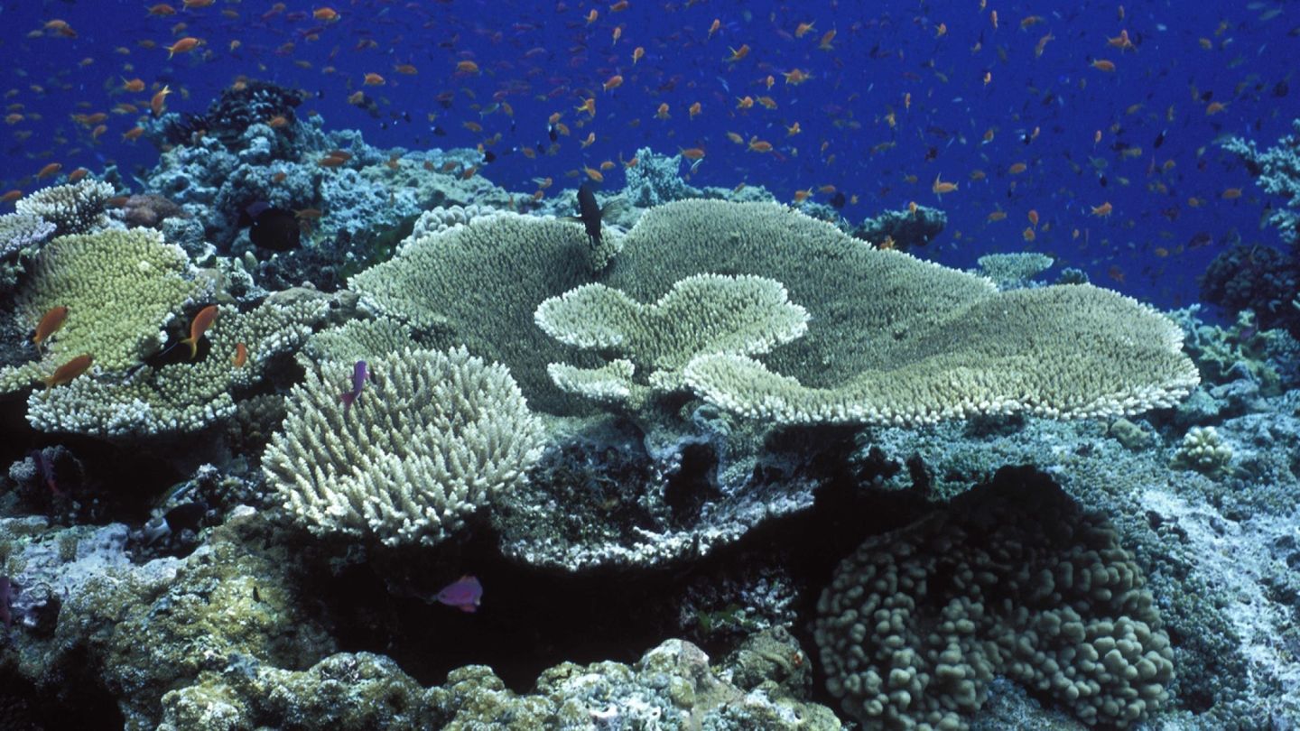 New study identifies potential coral reef refuges amid climate change concerns