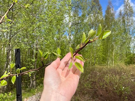 Pear tree growing in the yard of Hintsala.