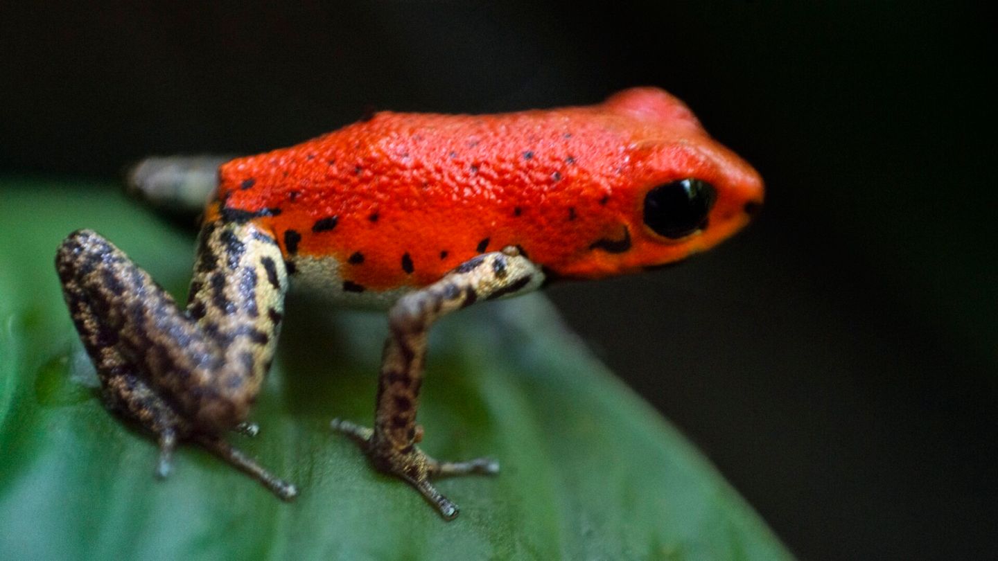 Russia | The toxin used to kill Navalny is almost impossible to obtain