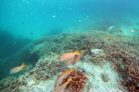 The corals of the Great Barrier Reef are suffering from the warming of the sea water. Climate scientists estimate that 70 to 90 percent of coral reefs will die from a warming of up to 1.5 degrees. Corals are important fish cages.