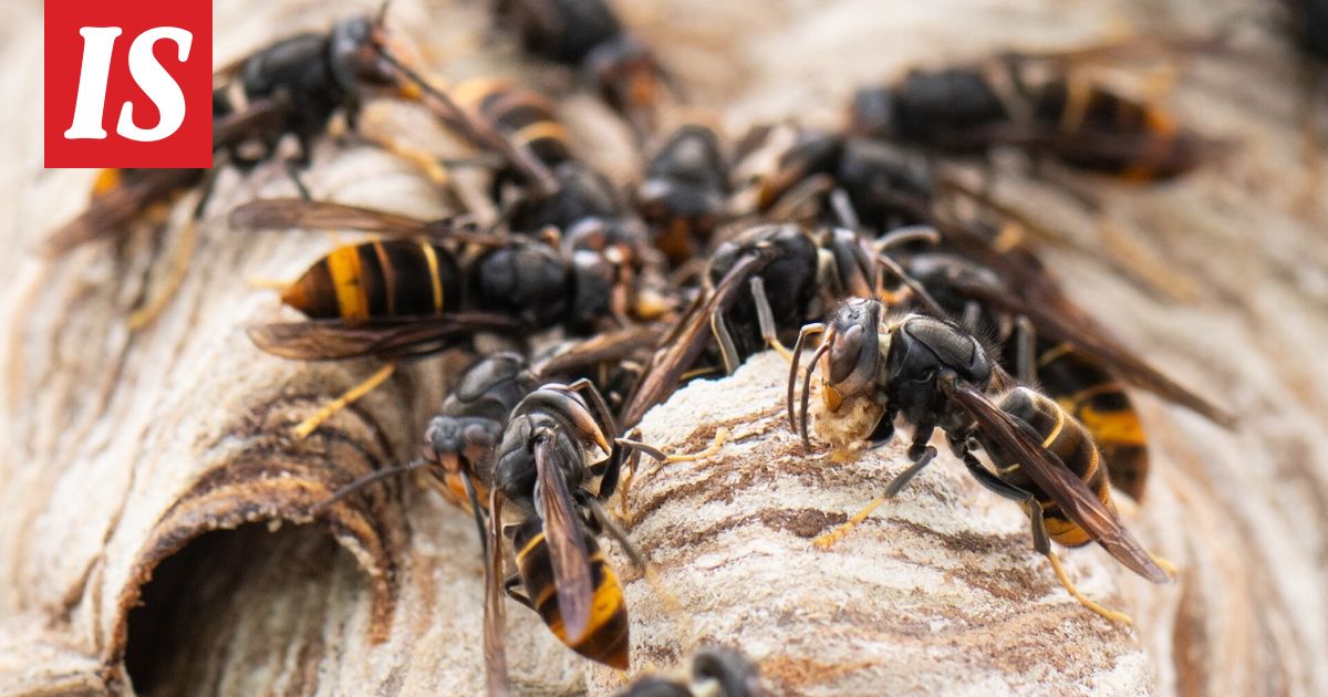 Herhiläiset tappoivat isän ja pojan