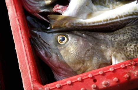 Cod stocks in the Baltic Sea have suffered from heavy overfishing.