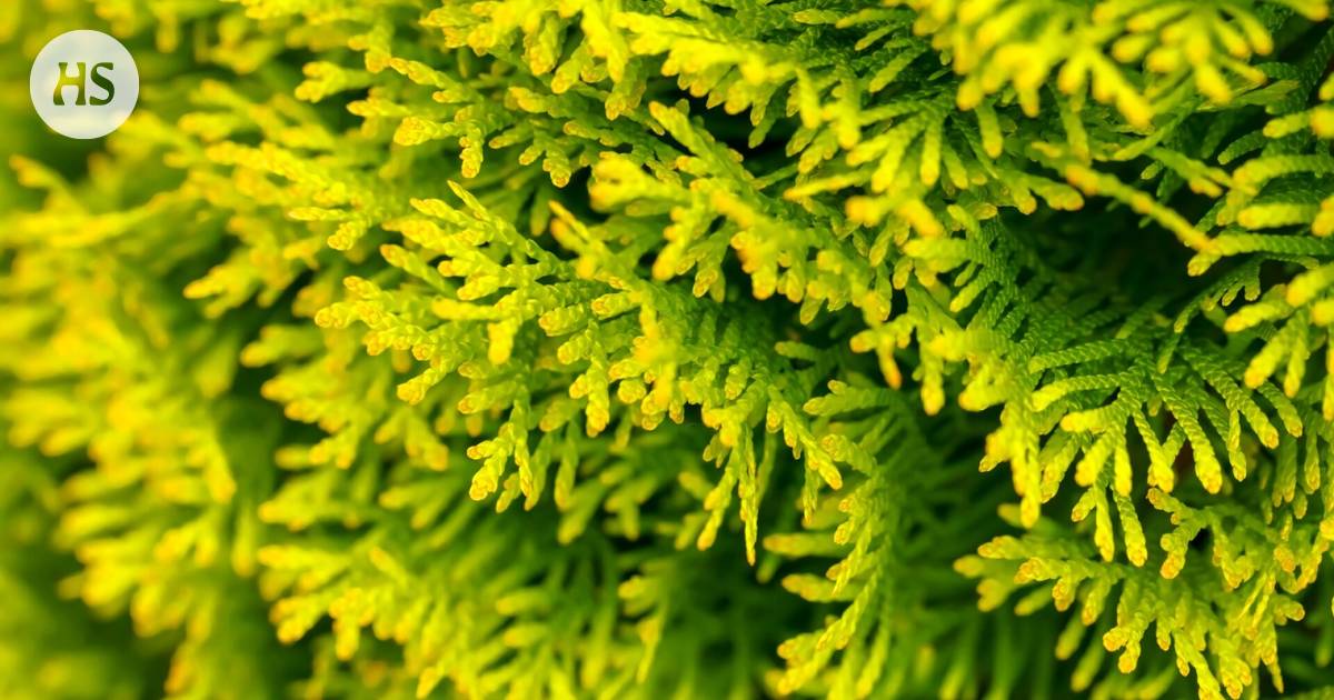 The color of the leaves of conifers changes in autumn