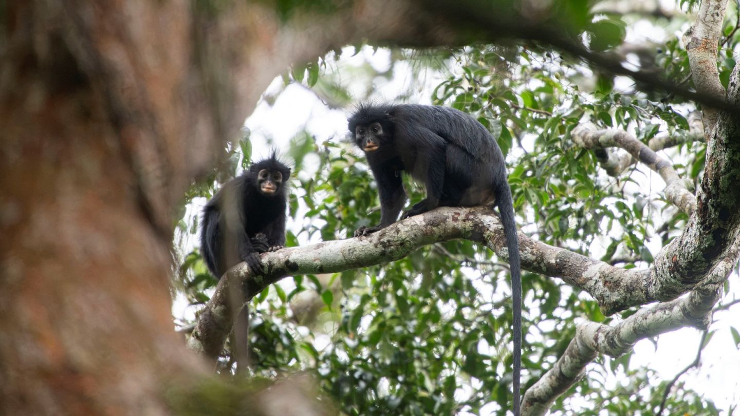 New Monkey Species Discovered in Congo
