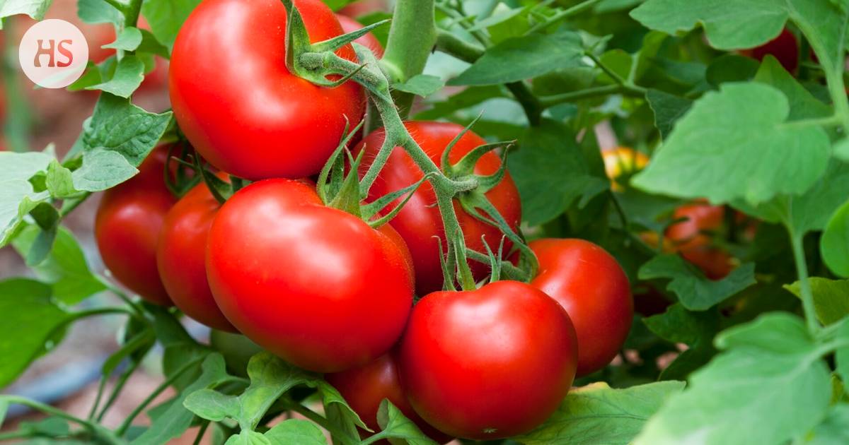 Tomatoes were made into sweets with genetic scissors