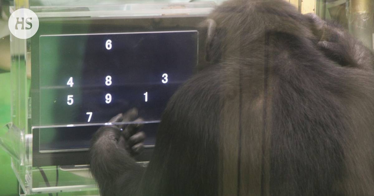 The chimpanzee realizes that there is more of an audience and therefore concentrates better