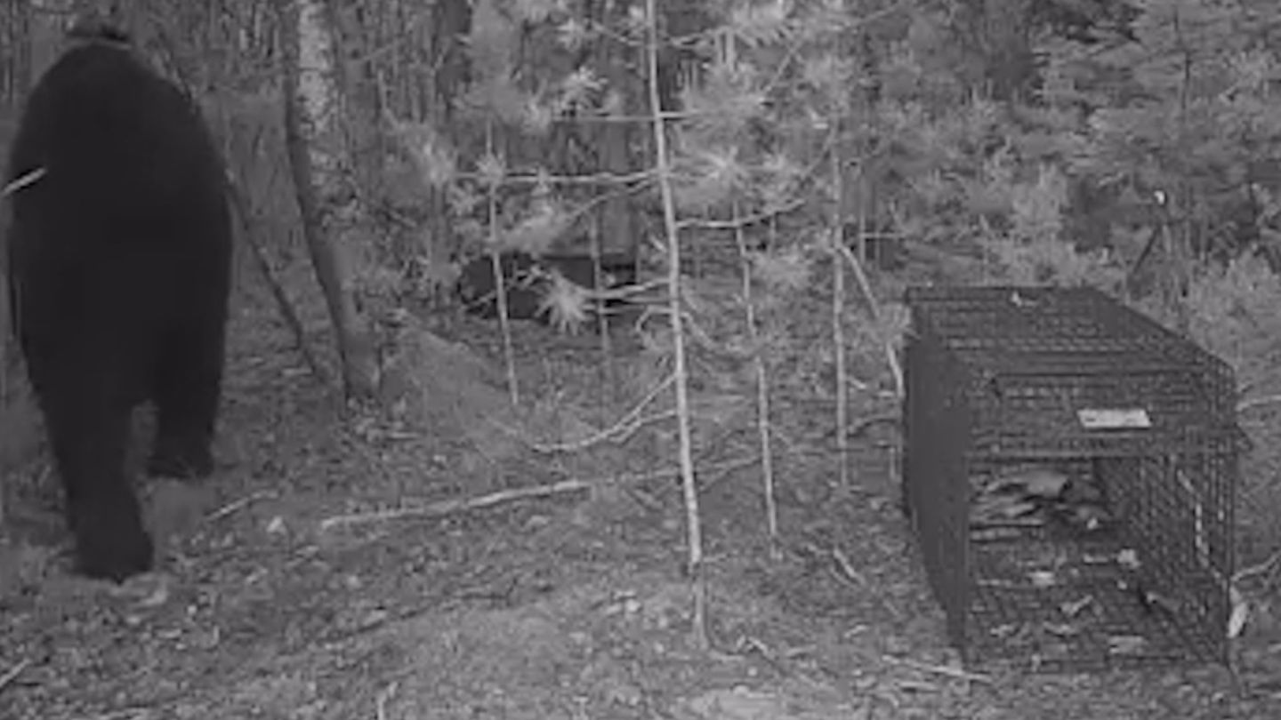 Ville vei loukun ja kameran metsään – sitten alkoi tapahtua