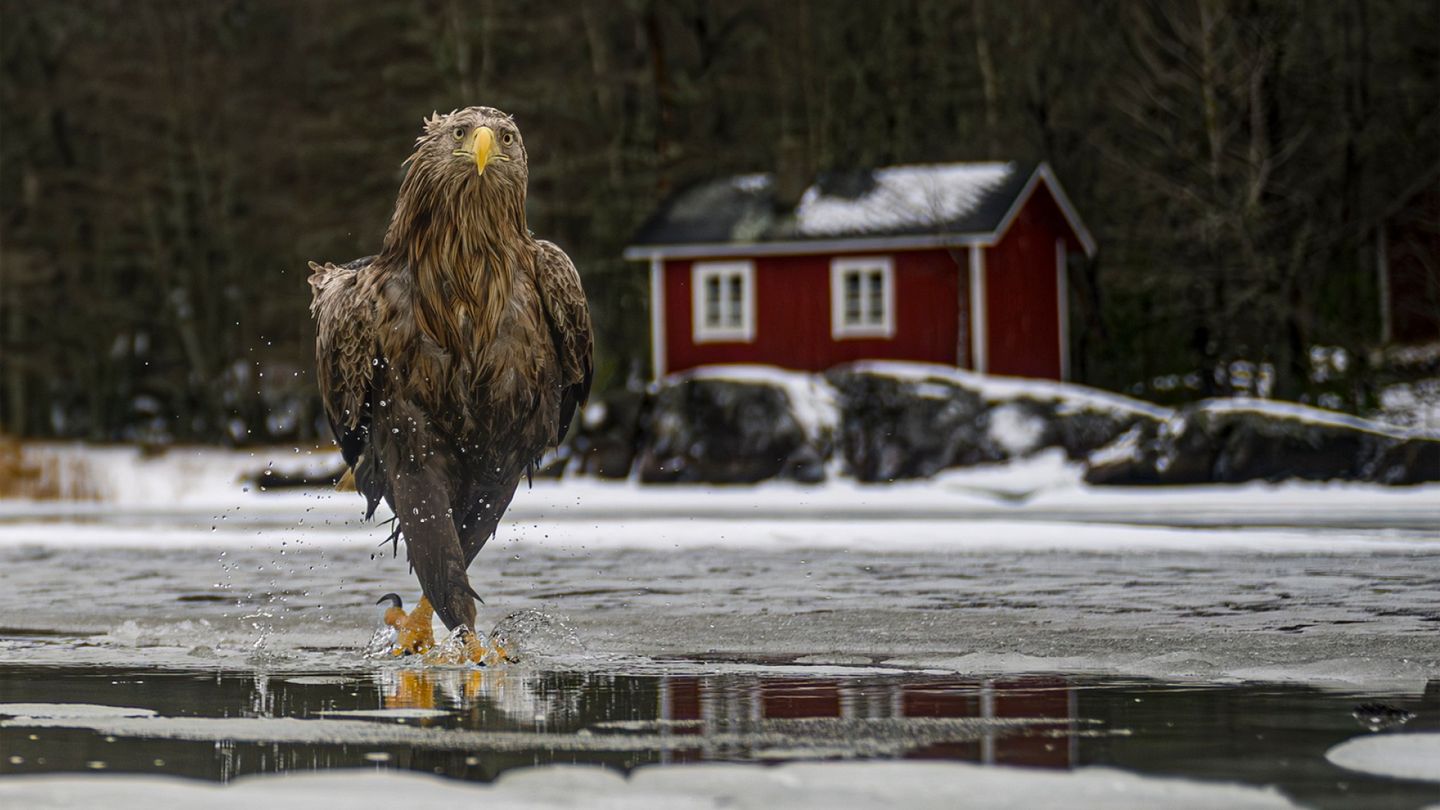 Valokuvaus | Vuoden hauskimman luonto­kuvan kisassa on ehdolla jo aiemmin palkittu suomalais­kuvaaja