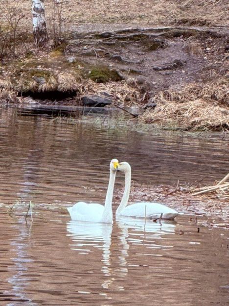 Sirpa Wasenius kuvasi Nokialla 18. huhtikuuta joutsenten iloa keväästä.