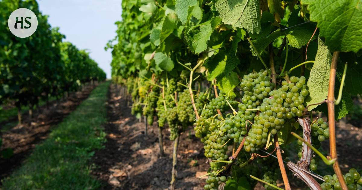 Cool Finland can challenge the traditional wine regions when the climate warms up