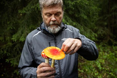 Lasse Kosonen on nokialaisille tuttu sieniasiantuntija. Elokuussa otetussa kuvassa Kososella on kädessään punakärpässieniä, joilla ”ennen vanhaan” torjuttiin kärpäsiä.