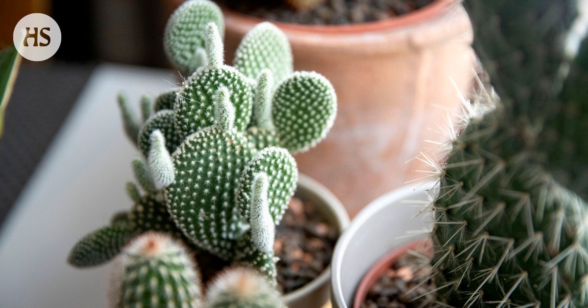 Even cacti suffer from drying caused by climate change