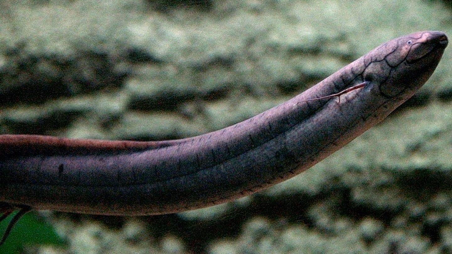 There's plenty to trim from nature too: the lungfish has a huge amount of unnecessary DNA